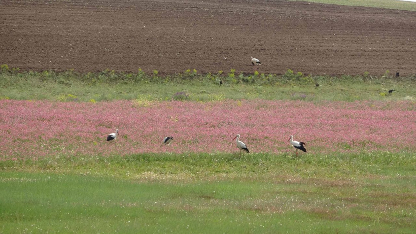 Değirmi Göleti’nde leylek yoğunluğu - Resim: 3