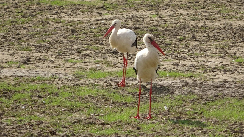 Değirmi Göleti’nde leylek yoğunluğu - Resim: 1