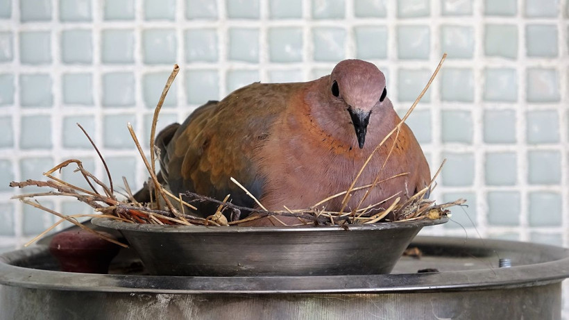 Tokat'ta kumru öyle bir yere yuva yaptı ki görenler şaştı kaldı - Resim: 3