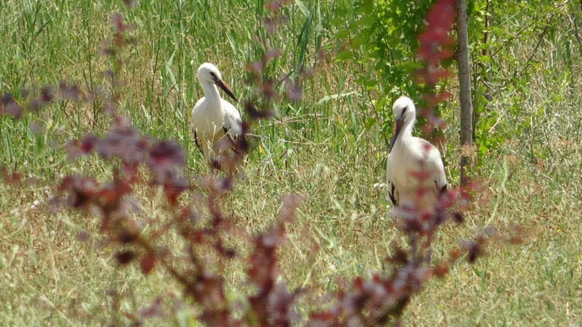 Van'da yavru yaban hayvanlarına kreş hizmeti - Resim: 1