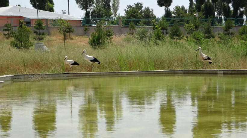Van'da yavru yaban hayvanlarına kreş hizmeti - Resim: 2