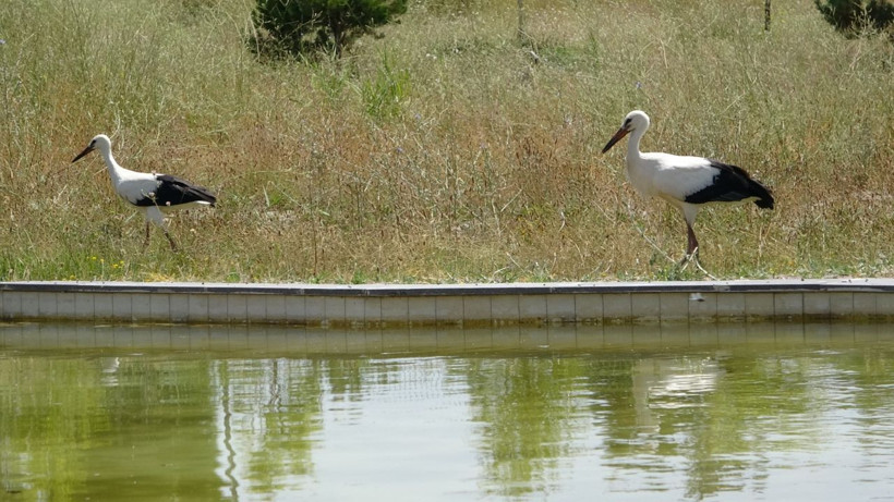 Van'da yavru yaban hayvanlarına kreş hizmeti - Resim: 3