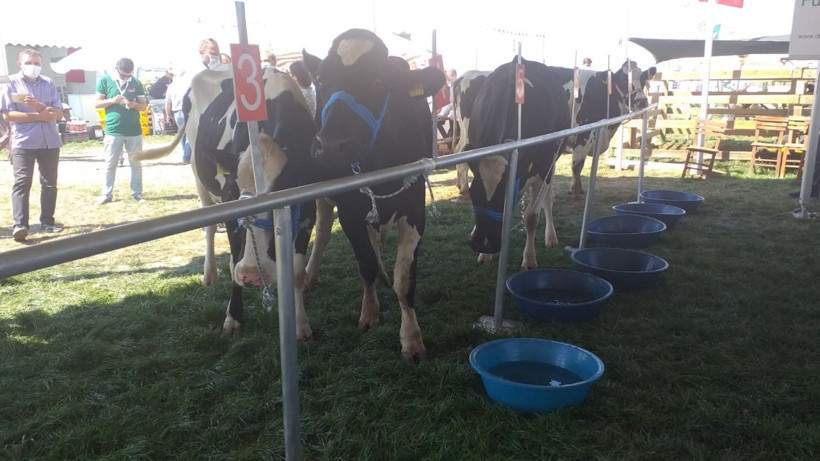 İnatçı inek güzellik yarışmasından kaçtı! Ortalığı birbirine kattı - Resim: 3