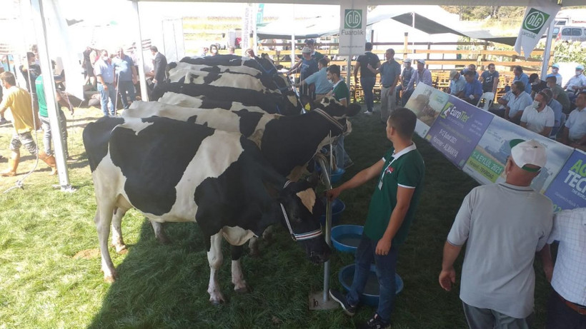 İnatçı inek güzellik yarışmasından kaçtı! Ortalığı birbirine kattı - Resim: 4