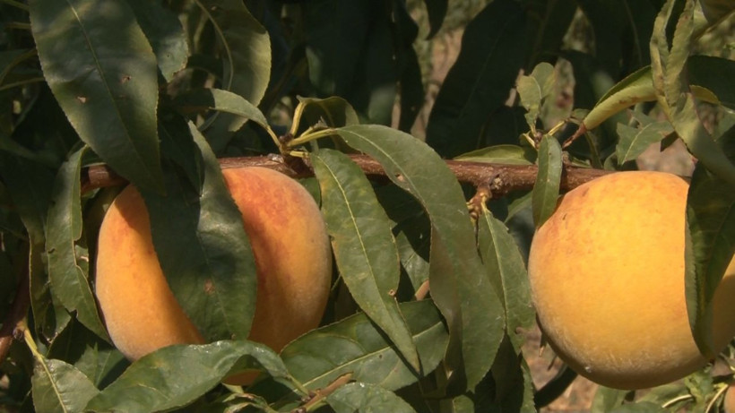 Türkiye'de bir ilk! İspanya’dan sonra Bursa’da yetiştiriliyor - Resim: 3
