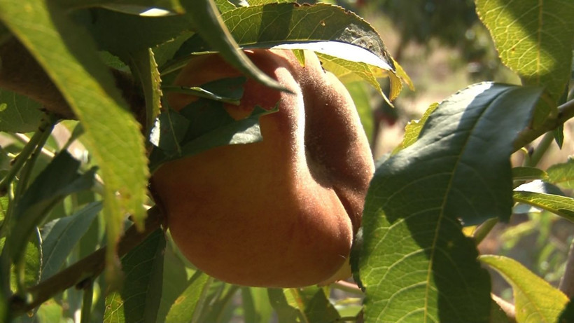 Türkiye'de bir ilk! İspanya’dan sonra Bursa’da yetiştiriliyor - Resim: 4