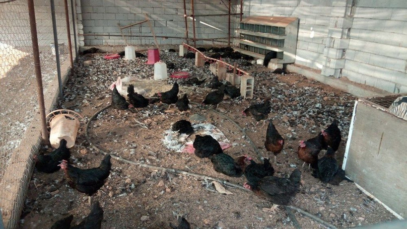 Antalya'da dehşet görüntüler! Hem sahtekarlık hem katliam - Resim: 3