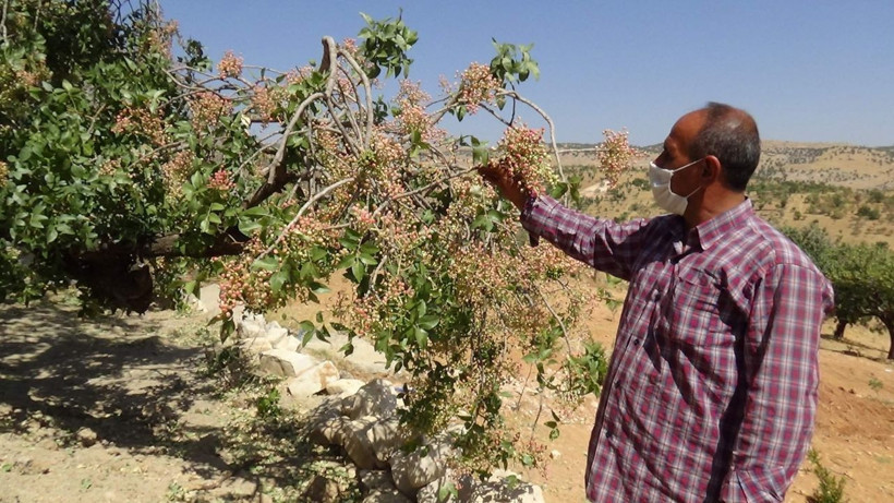 Siirt'te üretimi yok denecek kadar azaldı! Fiyatı altınla yarışıyor - Resim: 1