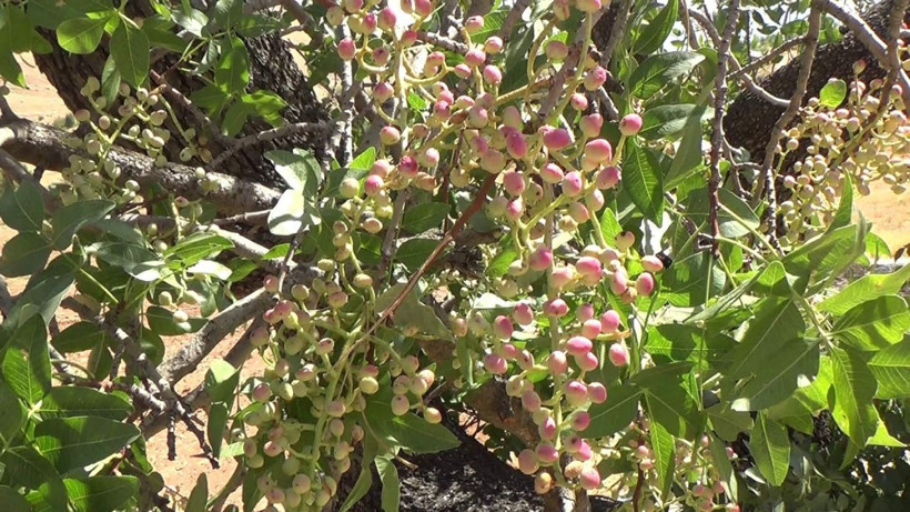Siirt'te üretimi yok denecek kadar azaldı! Fiyatı altınla yarışıyor - Resim: 2