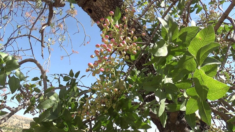 Siirt'te üretimi yok denecek kadar azaldı! Fiyatı altınla yarışıyor - Resim: 3