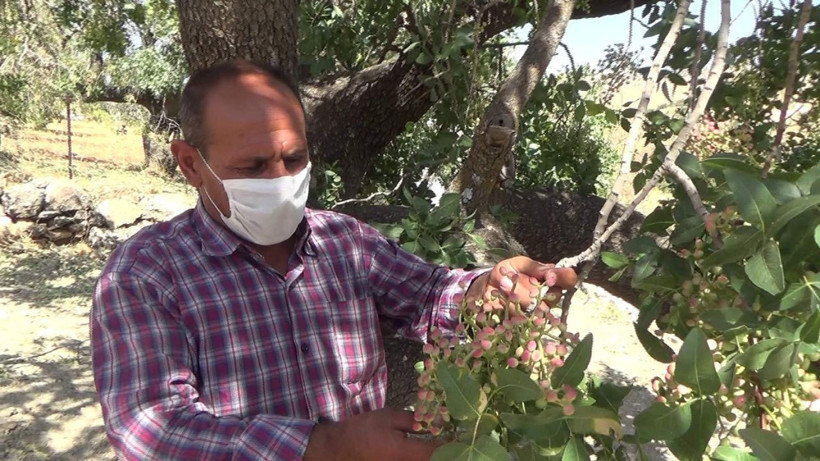 Siirt'te üretimi yok denecek kadar azaldı! Fiyatı altınla yarışıyor - Resim: 4