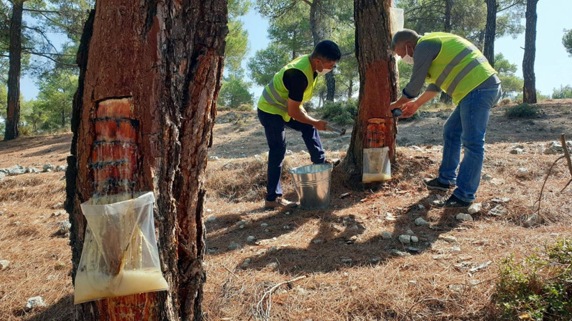 Aydın'da köylülerin geçin kaynağı oldu kilosu 700 TL'ye satılıyor - Resim: 1