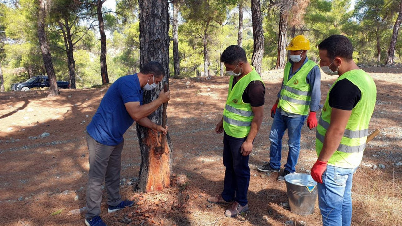 Aydın'da köylülerin geçin kaynağı oldu kilosu 700 TL'ye satılıyor - Resim: 3
