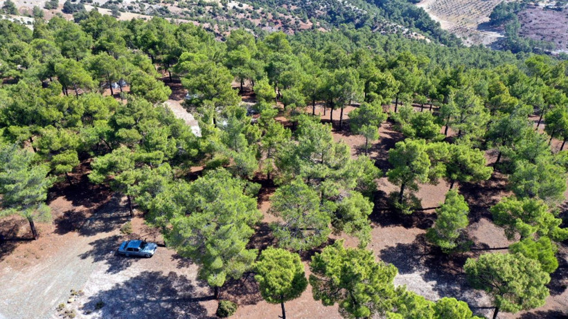 Aydın'da köylülerin geçin kaynağı oldu kilosu 700 TL'ye satılıyor - Resim: 4