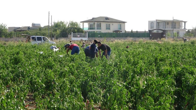 Adıyamanlı çiftçinin yaptığını duyan vatandaşlar tarlaya akın etti - Resim: 3