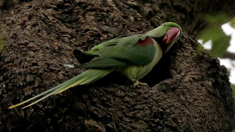 Kamyonet devrilince İstanbul'u istila ettiler! Uzmanların açıklaması endişe verici - Resim: 4