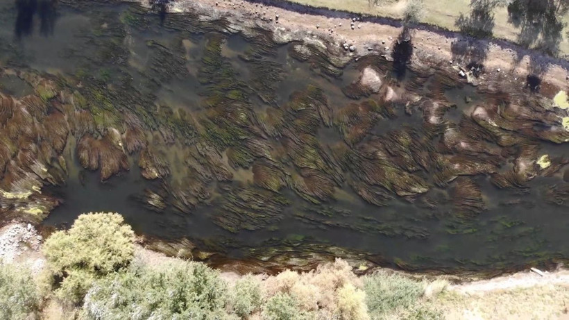 Türkiye'nin en uzun nehri Kızılırmak kuruyor! Toplu balık ölümleri başladı - Resim: 3