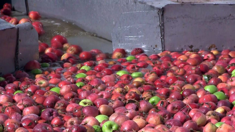 Niğde’de üretiliyor 15 ülkeye ihraç ediliyor! Karaciğere iyi geliyor - Resim: 4