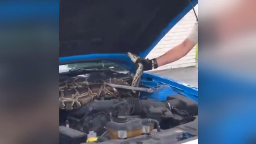 ABD’de lüks aracın kaputundan 3 metrelik dev piton çıktı - Resim: 1