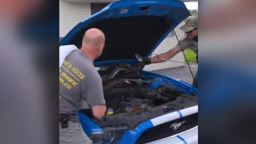 ABD’de lüks aracın kaputundan 3 metrelik dev piton çıktı - Resim: 2