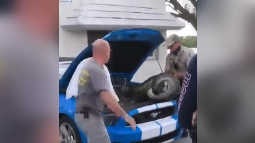 ABD’de lüks aracın kaputundan 3 metrelik dev piton çıktı - Resim: 3