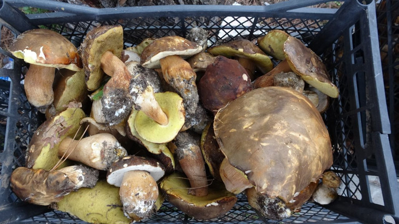 Çanakkale'den Avrupa'ya ihraç ediliyor! Köylünün gelir kapısı oldu - Resim: 1