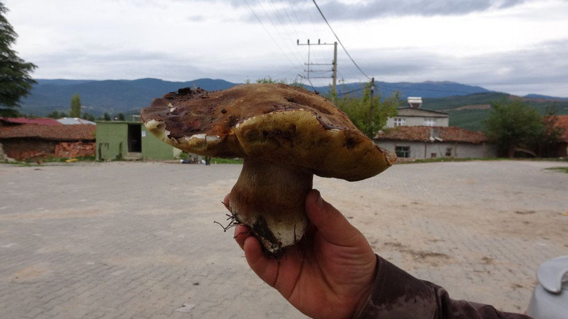 Çanakkale'den Avrupa'ya ihraç ediliyor! Köylünün gelir kapısı oldu - Resim: 2