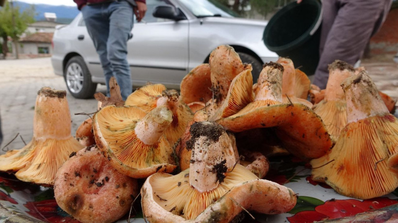 Çanakkale'den Avrupa'ya ihraç ediliyor! Köylünün gelir kapısı oldu - Resim: 4
