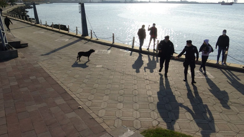 Zonguldak'ta pitbull boğarak öldürdü kimse elinden alamadı o anlar görüntülendi - Resim: 1