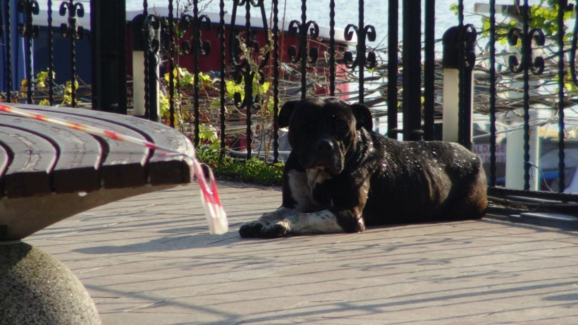 Zonguldak'ta pitbull boğarak öldürdü kimse elinden alamadı o anlar görüntülendi - Resim: 4