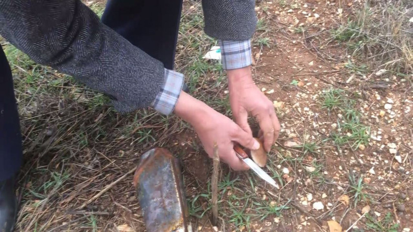 Antalya'da kökünden toplayıp satıyorlar geçim kaynağı oldu! Kilosu bakın ne kadar - Resim: 3