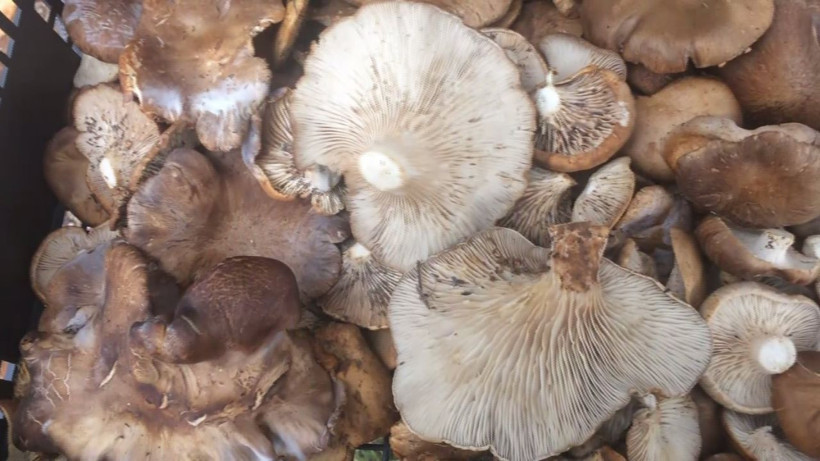 Antalya'da kökünden toplayıp satıyorlar geçim kaynağı oldu! Kilosu bakın ne kadar - Resim: 4