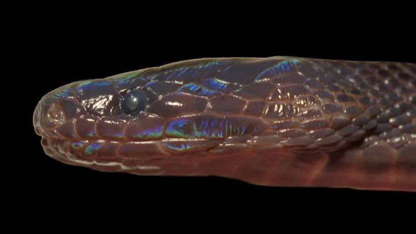 Bilim dünyasını şaşırtan keşif! Tuhaf görünümlü parıl parıl parlıyor - Resim: 2