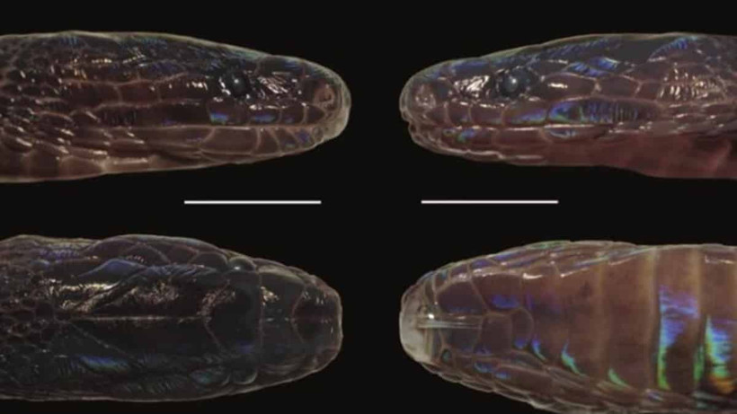 Bilim dünyasını şaşırtan keşif! Tuhaf görünümlü parıl parıl parlıyor - Resim: 1
