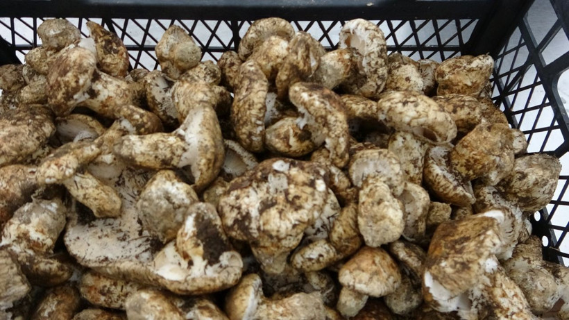 Çinliler yapamadı! Japonlar Adana'dan taneyle alıyor fiyatı dudak uçuklattı - Resim: 4