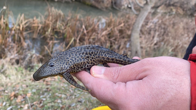 Dünyanın en tehlikeli türü Eskişehir'de ortaya çıktı! Sudan çıkınca ölmüyor - Resim: 4