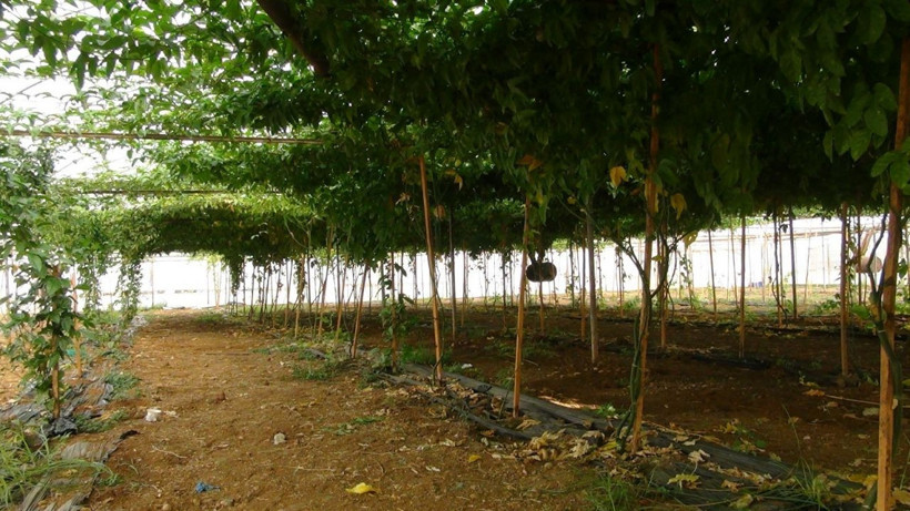 Antalya'da ilaç niyetine satılıyor strese iyi geliyor! Fiyatı cep yakıyor - Resim: 1