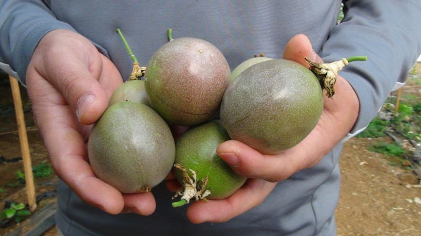 Antalya'da ilaç niyetine satılıyor strese iyi geliyor! Fiyatı cep yakıyor - Resim: 2