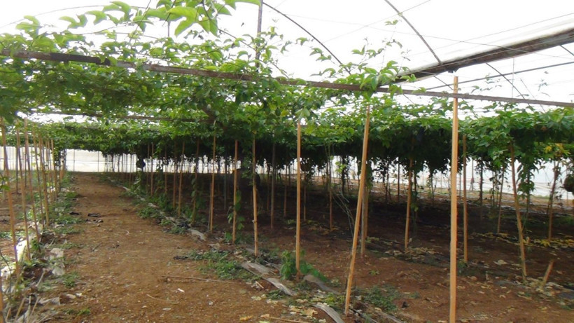 Antalya'da ilaç niyetine satılıyor strese iyi geliyor! Fiyatı cep yakıyor - Resim: 3