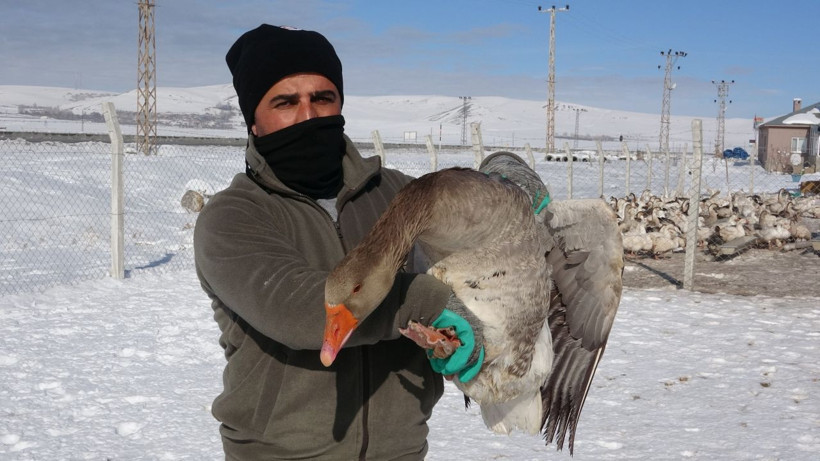 Avrupa'dan Van'a getirdiler! Çiftlik kuran kardeşler siparişlere yetişemiyor - Resim: 1