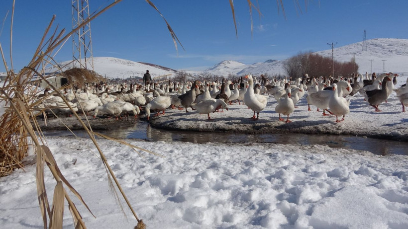 Avrupa'dan Van'a getirdiler! Çiftlik kuran kardeşler siparişlere yetişemiyor - Resim: 3