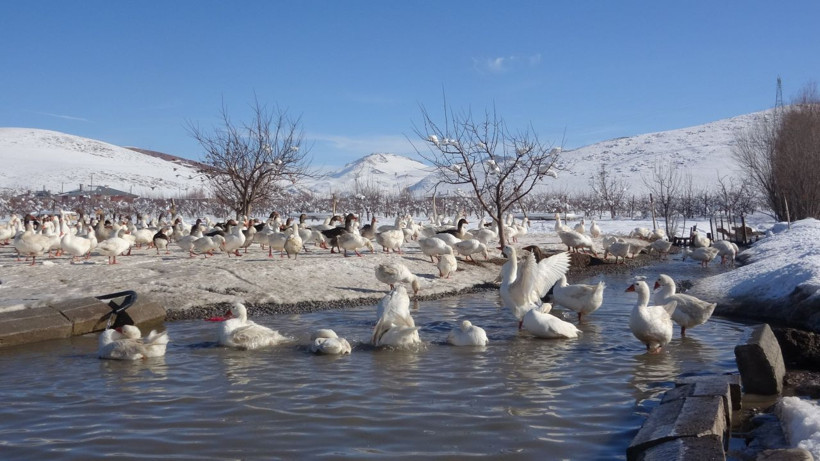 Avrupa'dan Van'a getirdiler! Çiftlik kuran kardeşler siparişlere yetişemiyor - Resim: 4