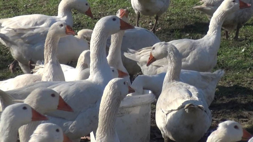 Zonguldak'ı bırakıp Bartın'da bu işi yapmaya başladılar! Koronadan bile haberleri yok - Resim: 3