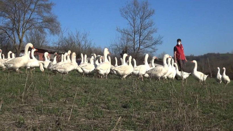 Zonguldak'ı bırakıp Bartın'da bu işi yapmaya başladılar! Koronadan bile haberleri yok - Resim: 4