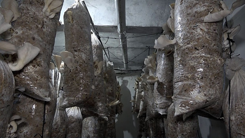 Düzce'de ek gelir için üretime başladı bir odanın aylık 10 ile 15 bin lira kazancı var - Resim: 1