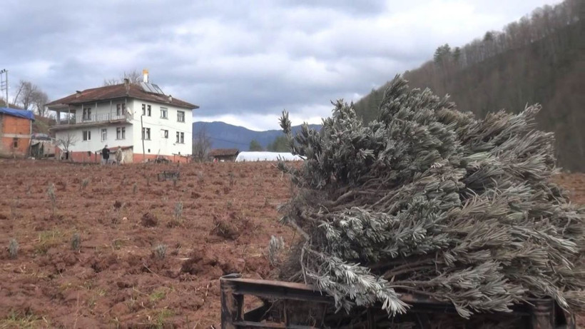 Bartın'da üretilip altın fiyatına satılıyor! Parfüm yapımında kullanılıyor - Resim: 2
