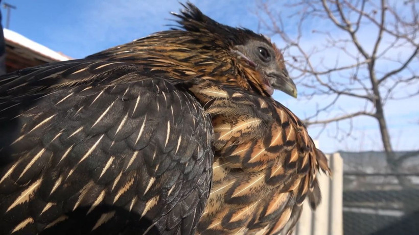 Kırıkkale'de hobi olarak başladı fiyatı cep yakıyor sadece 3 kişide var - Resim: 2