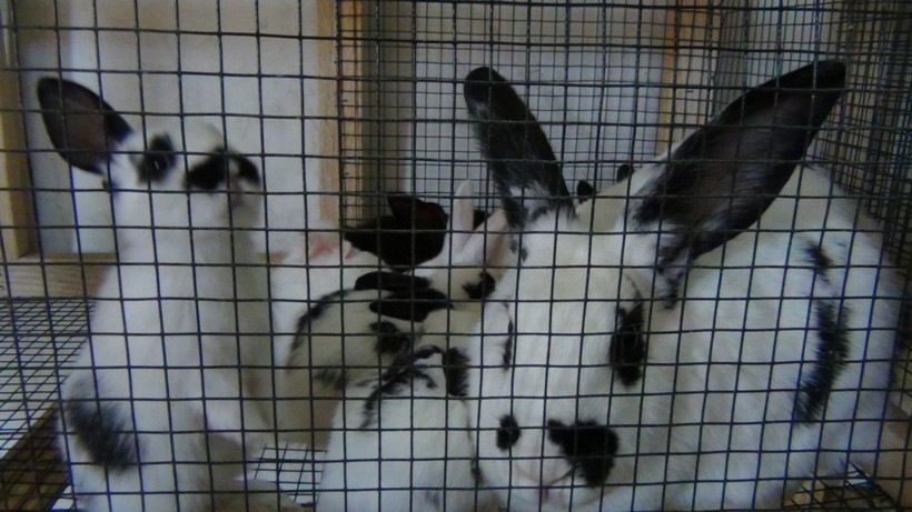 Adana'da öğretmenliği bırakıp bu işe başladı siparişlere yetişemiyor - Resim: 2