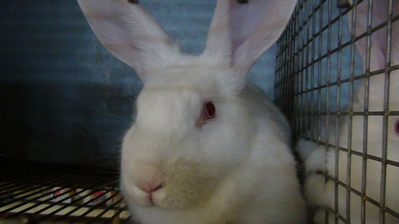 Adana'da öğretmenliği bırakıp bu işe başladı siparişlere yetişemiyor - Resim: 3