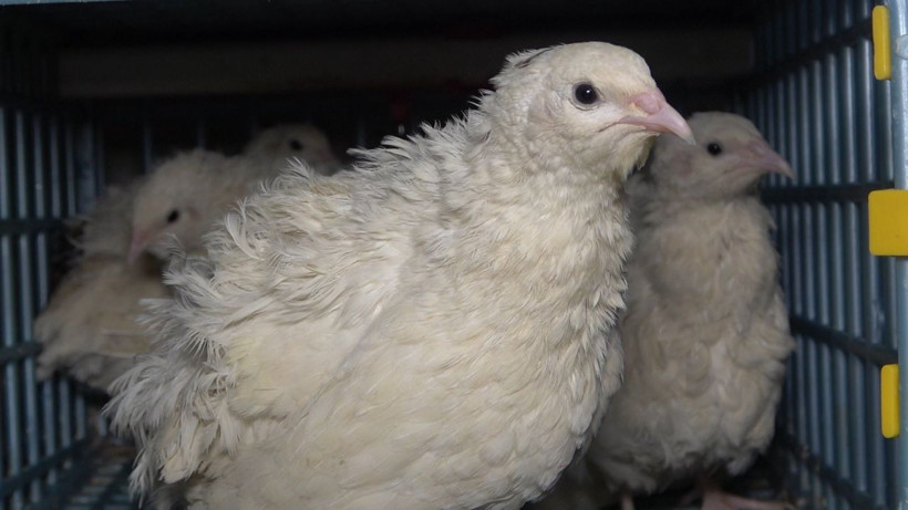 Kırıkkale'de markette bulamayınca üretime başladı siparişe yetişemiyor - Resim: 3